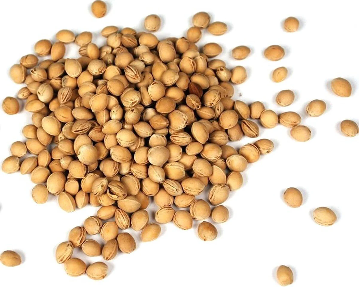 Kirschkerne BIO, 500 oder 1000 g