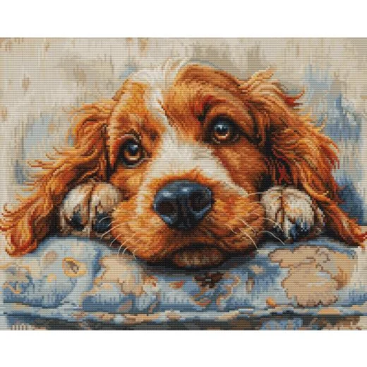 Luca-S - Cocker Spaniel